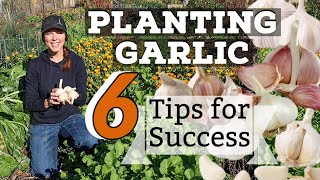 Planting Garlic Top Tips for Success!