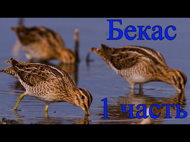 Бекас 1 часть