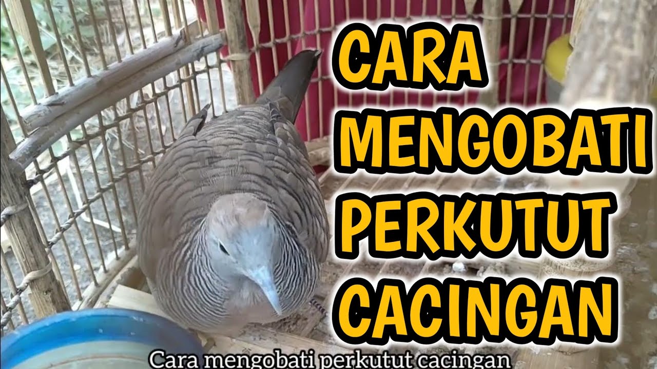 Cara mengobati burung perkutut cacingan 