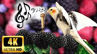 Best Happy  Parrot & Cockatiel singing #cockatiel  #calopsita #parrot  #cacatúa