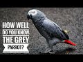 Grey parrot || Descriptions, Characteristics and Facts!
