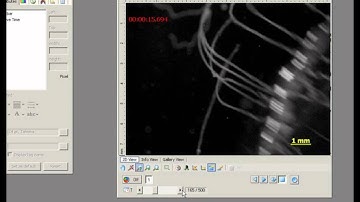 Axiovision_Time_Stamp.mp4