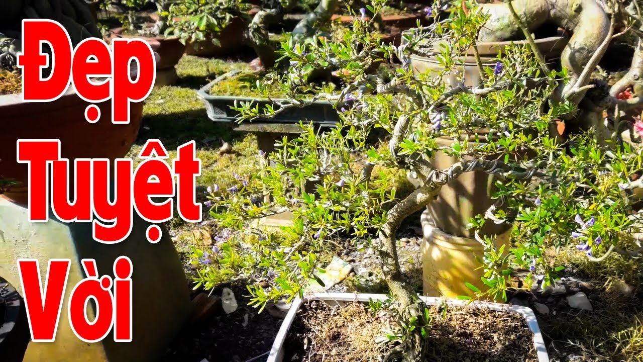 BIÊN HÒA CITY | ĐI XEM VƯỜN KIỂNG ĐẸP TUYỆT VỜI CHO TẾT 2018 Ở KHU VỰC CẦU SĂN MÁU - YouTube Biên Hòa City