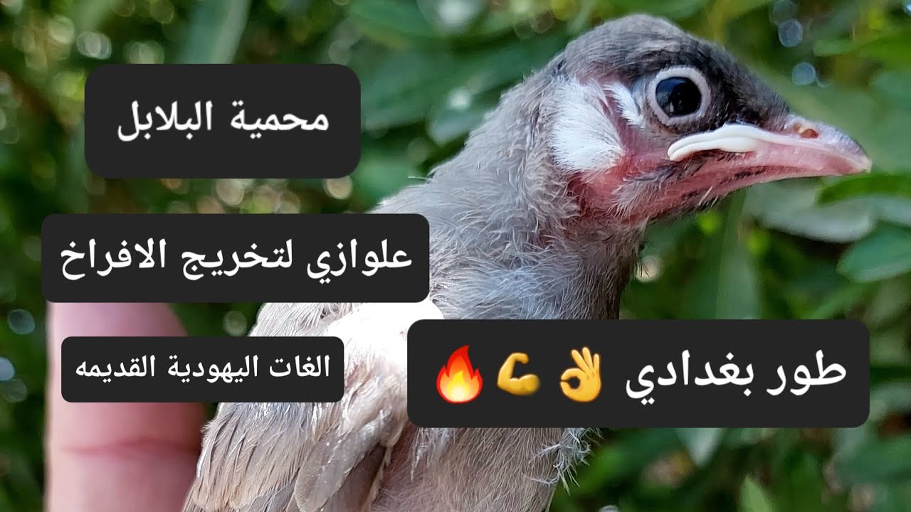 لتخريج البلابل الافراخ على طور ولغات ولسن صحيحة وحنجرة ع الطبيعة سمع بلابلك المقطع واندعيلي وتحياتي🫡