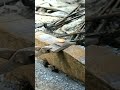 blacksmith work # #viralvideo #wood #shorts #trending