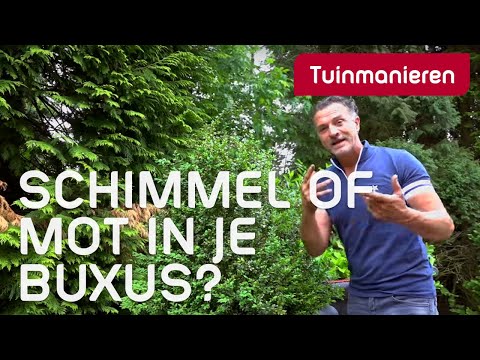 Video: Is Het Gemakkelijk Om Buxus Te Kweken?