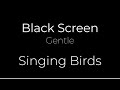 Gentle BIRD Sounds for Restful SLEEP | 10h | Black Screen