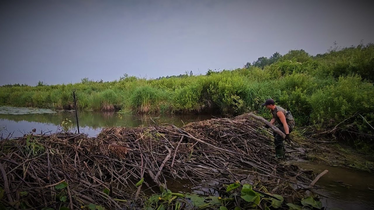 Richer Beaver Dam Removal 4 YouTube