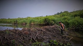 Richer Beaver Dam Removal #4