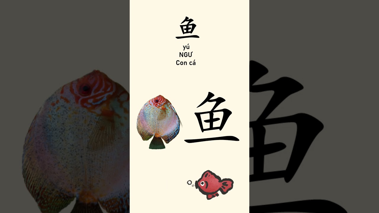 Con cá là 鱼 /yú/ NGƯ | Learning Fish in Chinese 