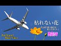 枯れない花 (Music Video)【歌詞付き】【ぶちゃんねる 特別動画】
