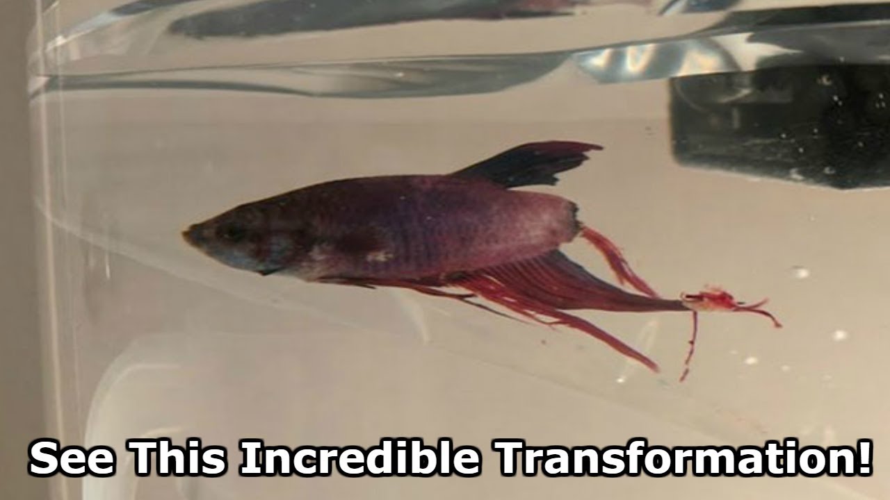 Woman Buys Fish Rotting Away At Walmart, Can’t Believe Her Eyes 4 Weeks Later - YouTube