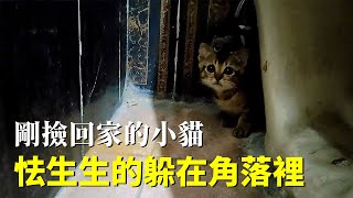 已經連續兩天聽見小貓的叫聲今天終於抓住了牠。