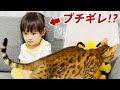 ユニクロのピカチュウパジャマを着る!2歳娘は猫に邪魔されると怒っちゃう?