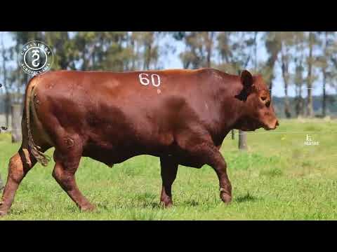 LOTE 60