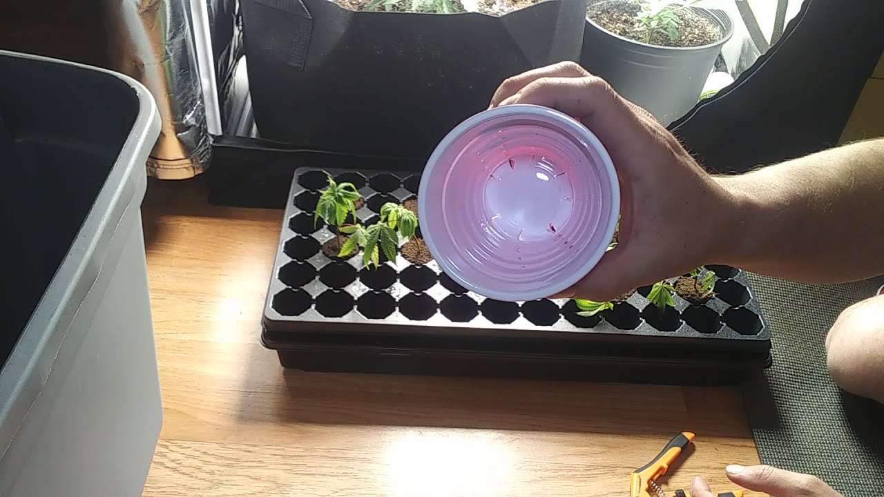 How to transplant your rooted clones into soil. Quick tutorial.