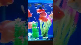 Beautiful African Cichlid And Parrot Fishes.