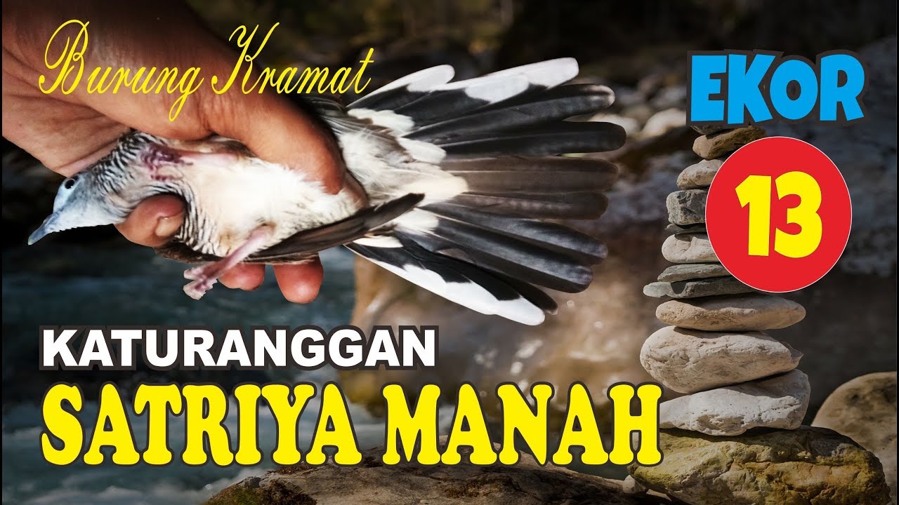 Mitos Burung Perkutut Satrio Wirang Id Lif Co Id