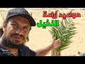 مواعيد زراعة النخيل واهم التوصيات لضمان نجاح الزراعة فسيلة او بنت جورة فى مصر و الوطن العربي