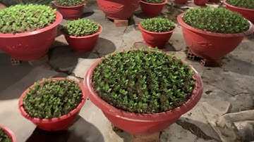 Phần 2: Chuẩn bị chậu cúc pha lê tết 2026