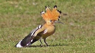 Hoopoe Bird screenshot 5