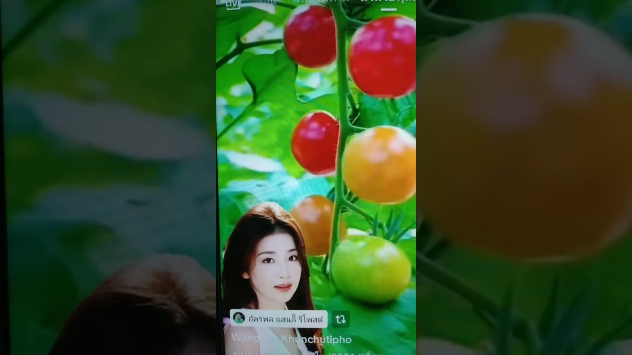 เพลงลีซอร้องคู่เพลงใหม่