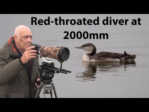 Video: Red-headed dive: photo, description, area