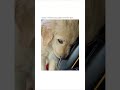 the introvert one 😭😣 #dog #animals #goldenretriever #shorts #compilation