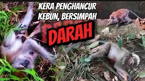 NGERI ‼️ hampir di gigit monyet saat berburu ‼️ berburu kera 🐒monkey hunting