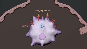 EGR2 is an epigenomic regulator of phagocytosis and antifungal immunity in alveolar macrophages