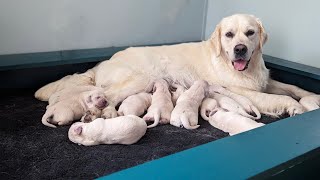 Golden Retriever birth (whelping) (The Bumblebee Litter)