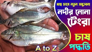 নোনা টেংরা চাষ পদ্ধতি // পোনার দাম // Nona Tangra