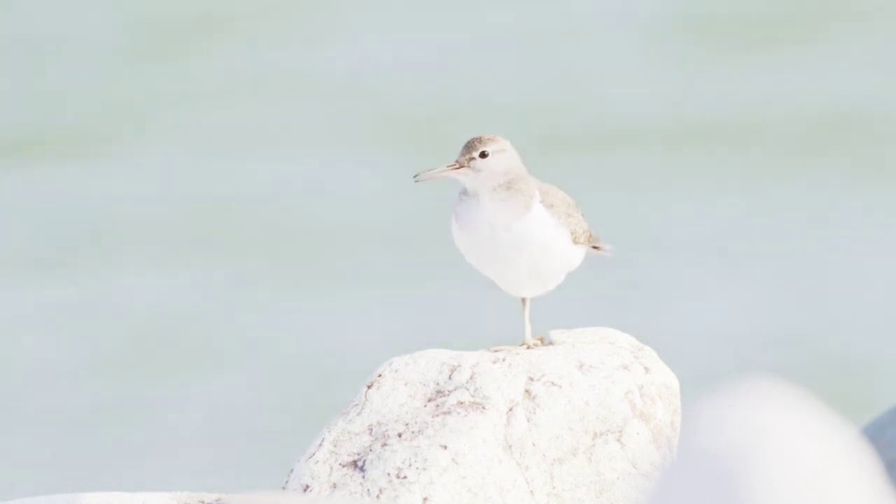 Spoon billed Sandpiper (Calidris pygmaea)