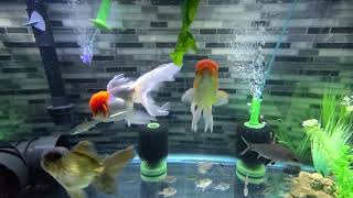 FANCY GOLDFISH GO CRAZY OVER LETTUCE! What I feed my fancy oranda goldfish? Lettuce?