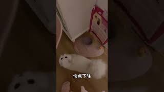 沉浸式感受雪糕每日早上催飯Immersive experience of ice cream,urging meals every morning #cat #cute #youtube