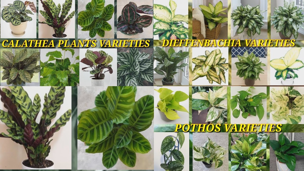 CALATHEA PLANT VARIETIES || DIEFFENBACHIA VARIETIES || POTHOS VARIETIES ||  BEAUTIFUL PLANTS