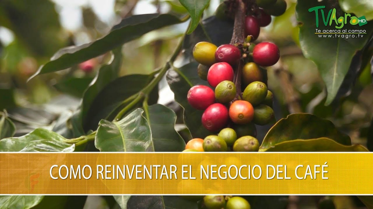 Como Reiventar el Negocio del Cafe - TvAgro por Juan Gonzalo Angel Restrepo
