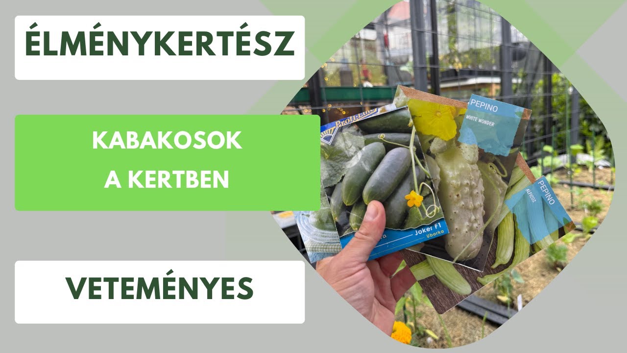 Így lesz mindig friss uborka, cukkini, patisszon a kertben!🥒