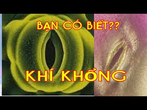 Video: Thực vật ngập nước có khí khổng không?