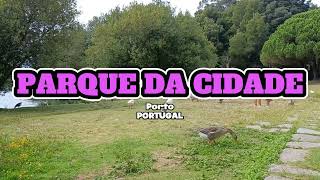 O mundo dos Patos - Parque da Cidade - Porto - Portugal 2023 - (o banho dos Patos)