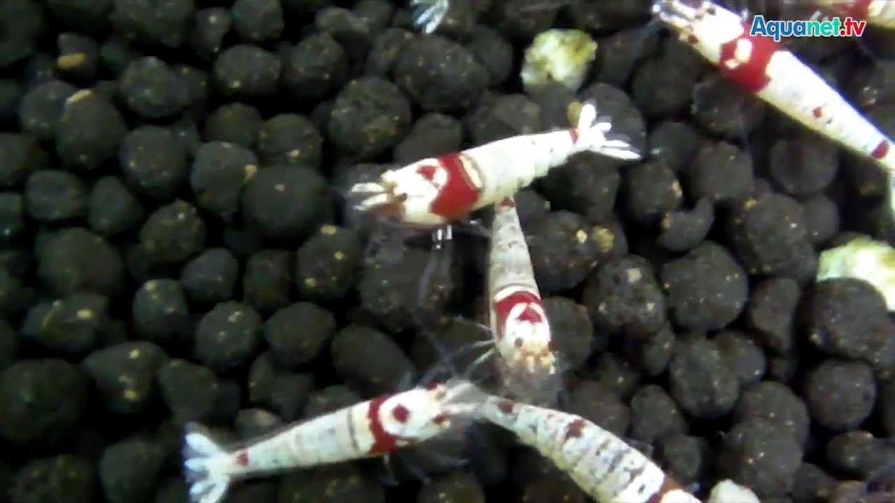 350.000 Garnelen in 1.000 Aquarien - die Fu Shrimp Farm in Südchina