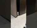 コレがもぅ寝るよ?の合図🐶#shorts #可愛い犬 #マルチーズ犬