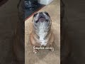 Frenchie Every Day 4 #frenchbulldog #frankiethedog #cutedogs #frenchie #funnypets #bulldog #pug