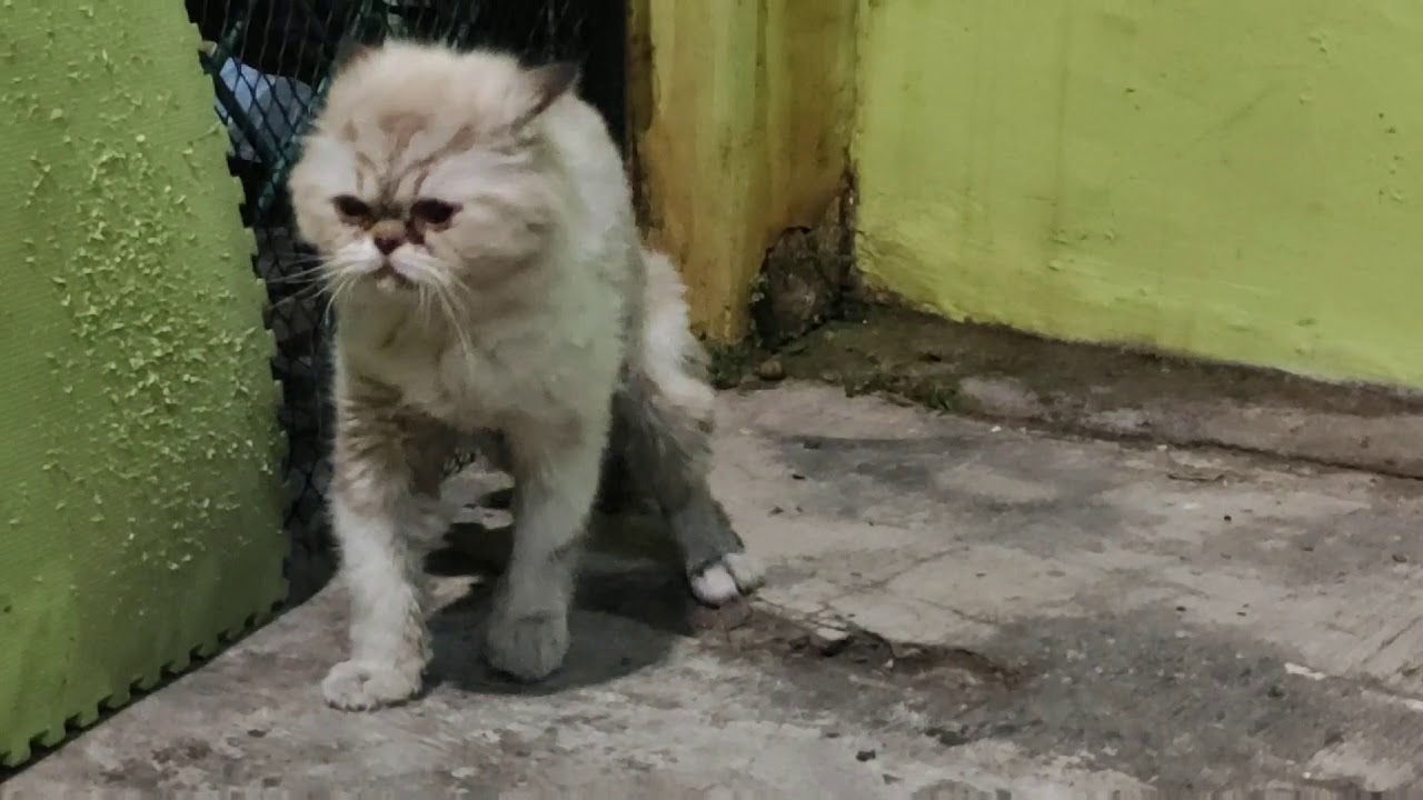 Kucing Sariawan Akhir nya Kawin #papau #chemonk 