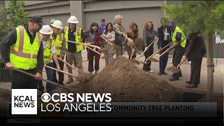 Downtown Los Angeles vandalized trees replaced