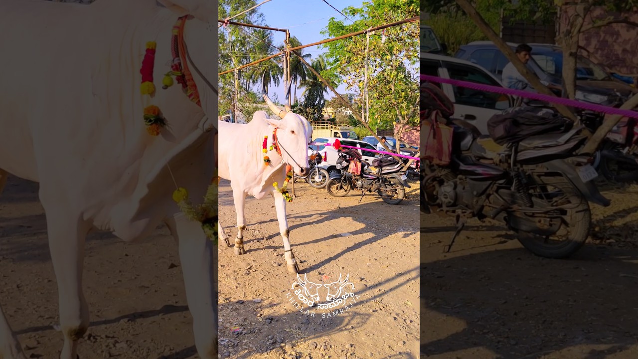 ಕಿಲಾರಿ ಎತ್ತು || khillar bail