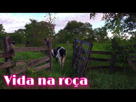 A vaca ama comer manga🥭🐄! Livia Marques vida na roça