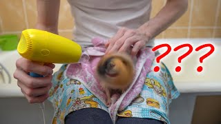 What's the EASIEST WAY to Wash a Guinea Pig? #Shorts