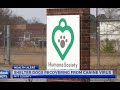 VIDEO: Canine virus 