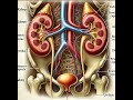 Excretory Prodcuts and Their Elemination Part 1
